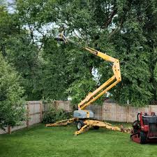 Best Palm Tree Trimming  in Dublin, CA