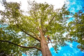 Best Root Management and Removal  in Dublin, CA