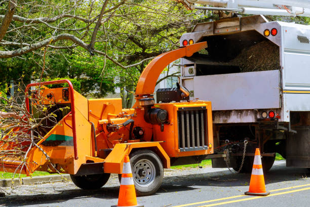 Best Firewood Processing and Delivery  in Dublin, CA