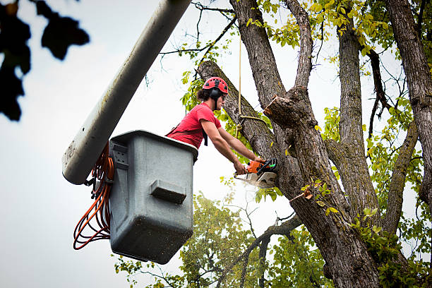 Best Emergency Tree Removal  in Dublin, CA