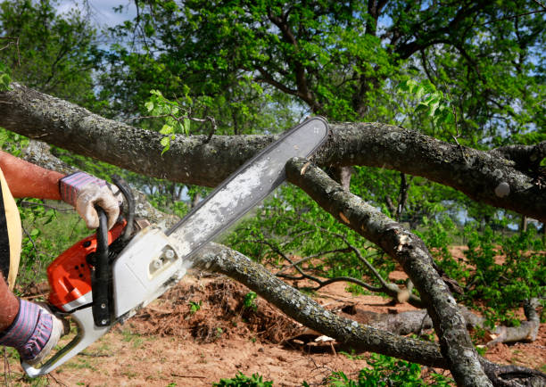 Best Tree Maintenance Programs  in Dublin, CA